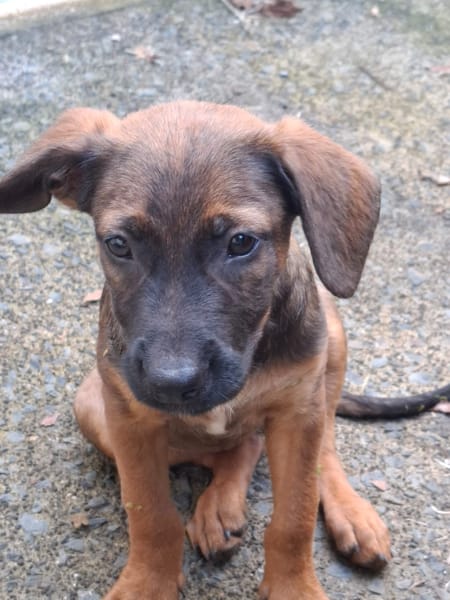 LUMA, chiot Berger Créole femelle