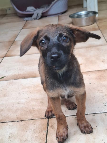 LUMA, chiot Berger Créole femelle