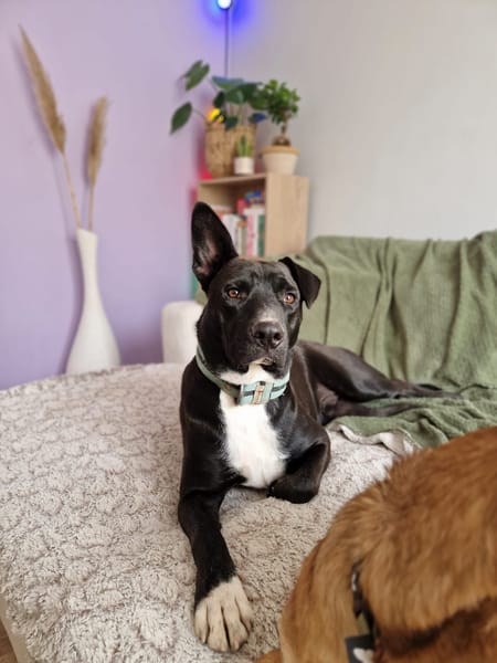 TILOUP Croisé Labrador