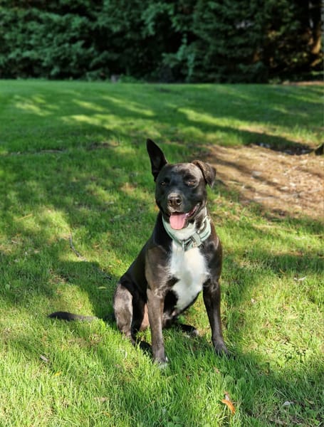 TILOUP Croisé Labrador
