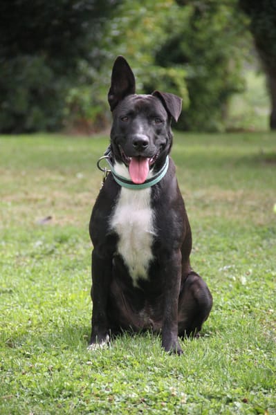 TILOUP Croisé Labrador