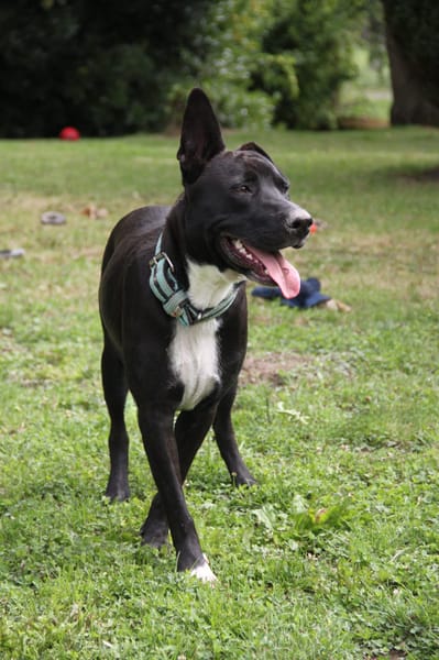 TILOUP Croisé Labrador