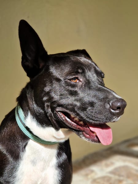 TILOUP Croisé Labrador