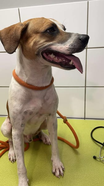 ELLIOT, mâle croisé créole, né le 25/06/2023 🌜