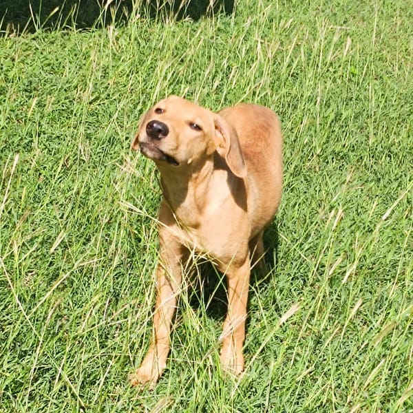 COOKIE, chiot femelle Berger Créole