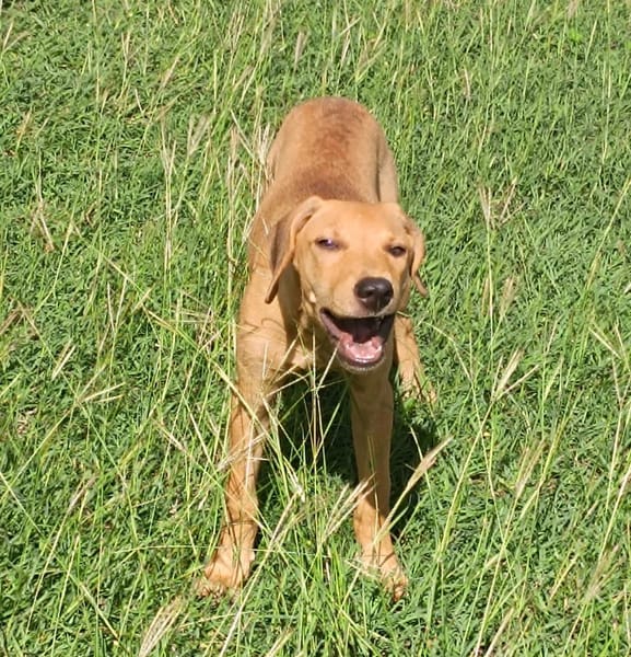 COOKIE, chiot femelle Berger Créole