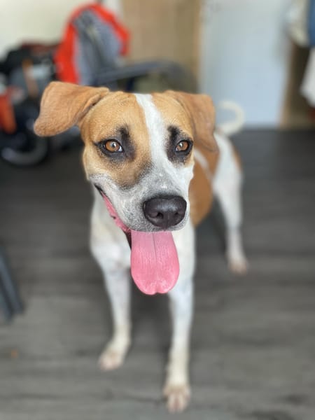 ELLIOT, mâle croisé créole, né le 25/06/2023 🌜