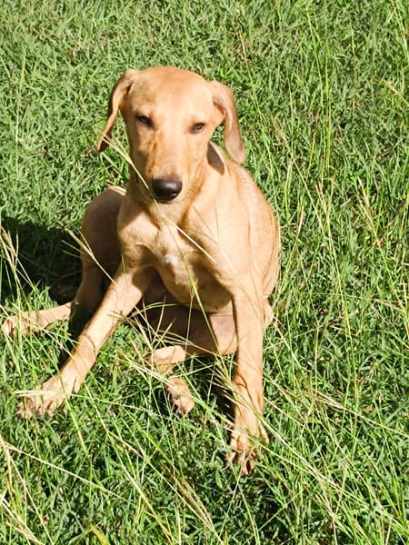 COOKIE, chiot femelle Berger Créole