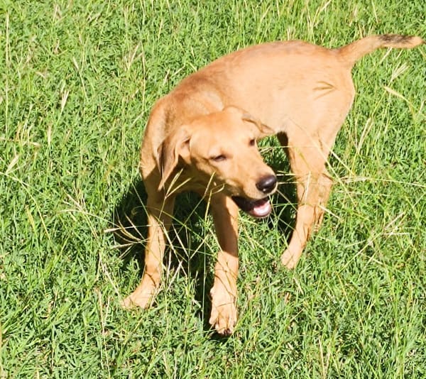 COOKIE, chiot femelle Berger Créole