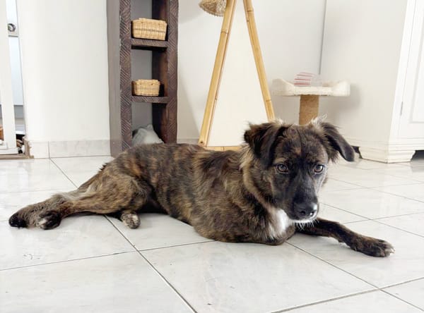 KIRA, Femelle junior Berger Créole