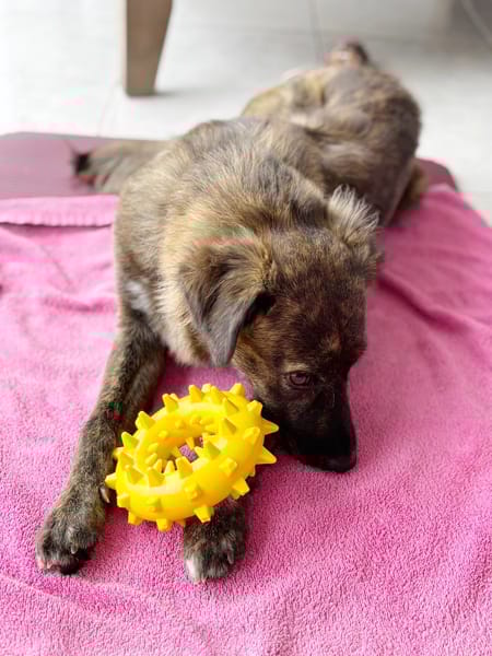 KIRA, Femelle junior Berger Créole