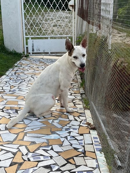 🐾 À L’ADOPTION – FÉFÉ, la complice idéale pour toutes vos aventures ! 🐾