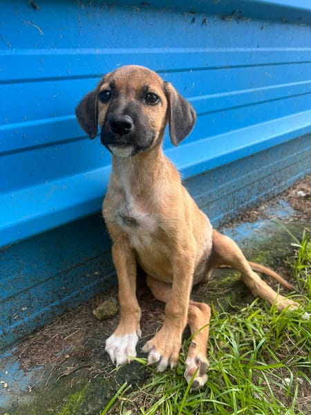 🐾 À L’ADOPTION – MOWGLY, un petit cœur à croquer ! 🐾