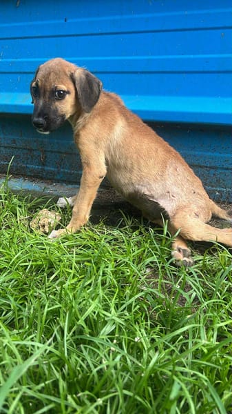 🐾 À L’ADOPTION – MOWGLY, un petit cœur à croquer ! 🐾