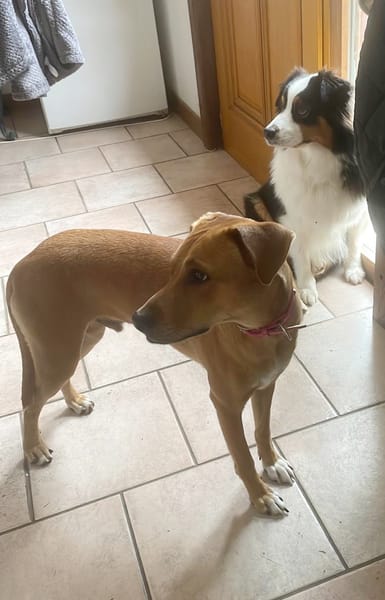 CHOUPY, Mâle berger créole junior