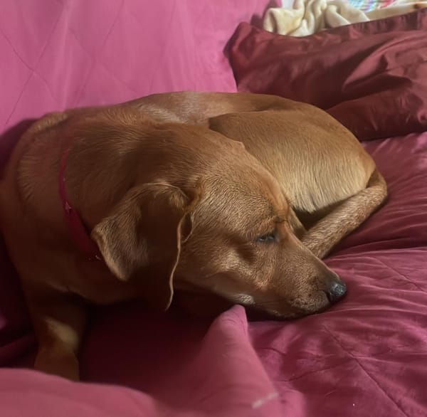 CHOUPY, Mâle berger créole junior