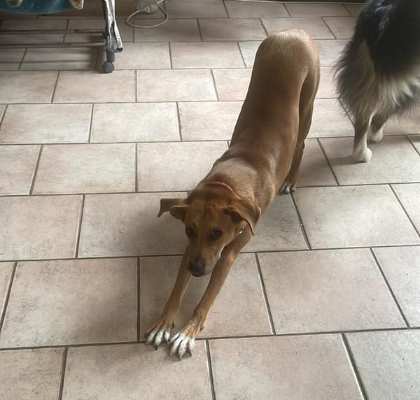 CHOUPY, Mâle berger créole junior