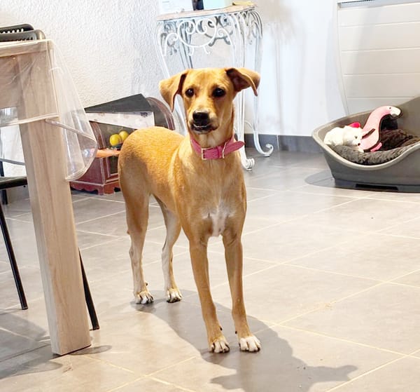 CHOUPY, Mâle berger créole junior