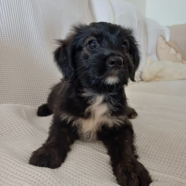 MARAYA, chiot femelle Berger Créole