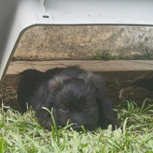 MARAYA, chiot femelle Berger Créole