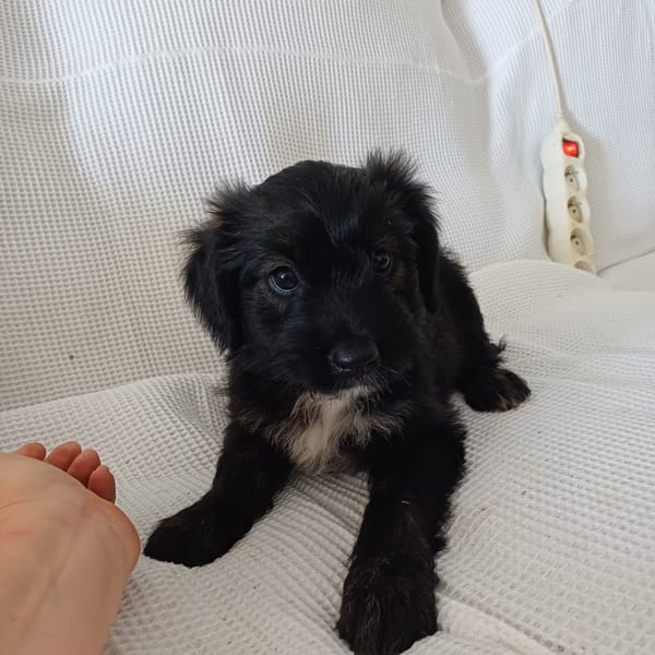 MARAYA, chiot femelle Berger Créole