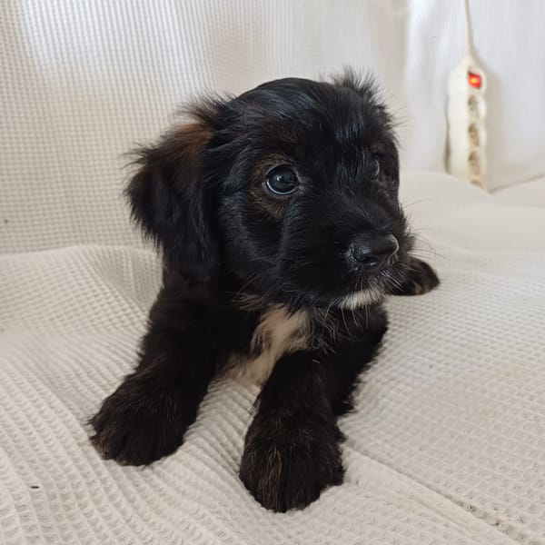 MARAYA, chiot femelle Berger Créole