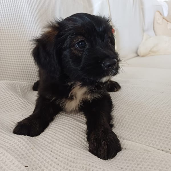 MARAYA, chiot femelle Berger Créole