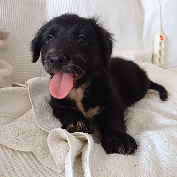 AÏKO, chiot mâle Berger Créole