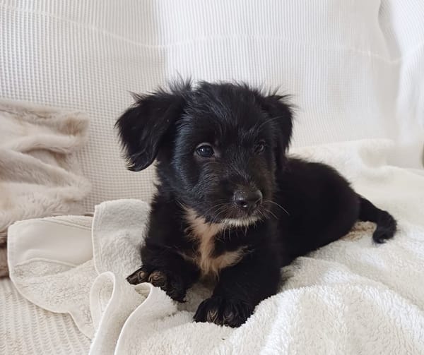 AÏKO, chiot mâle Berger Créole