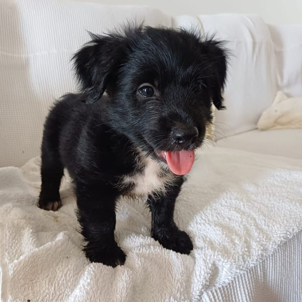 AÏKO, chiot mâle Berger Créole