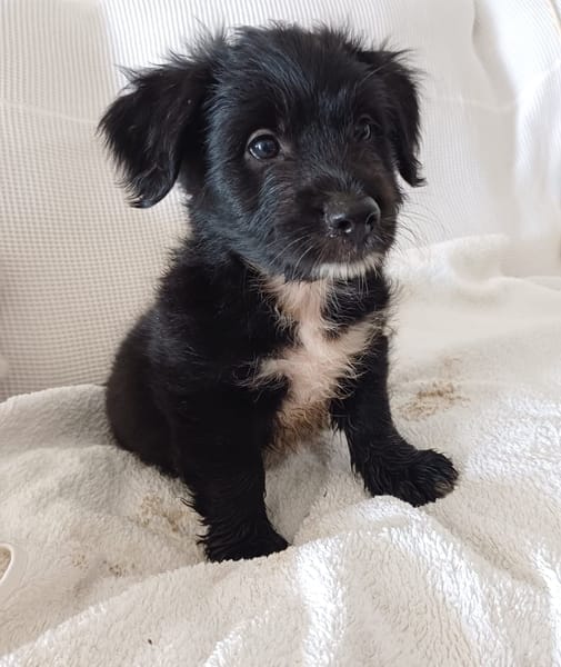 AÏKO, chiot mâle Berger Créole