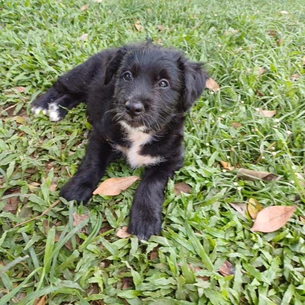 AÏKO, chiot mâle Berger Créole