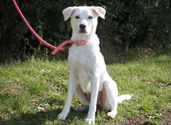 LILOU Berger Créole Femelle adulte