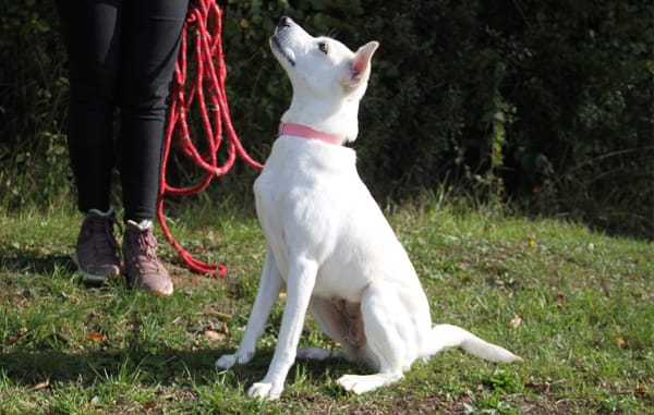 LILOU Berger Créole Femelle adulte