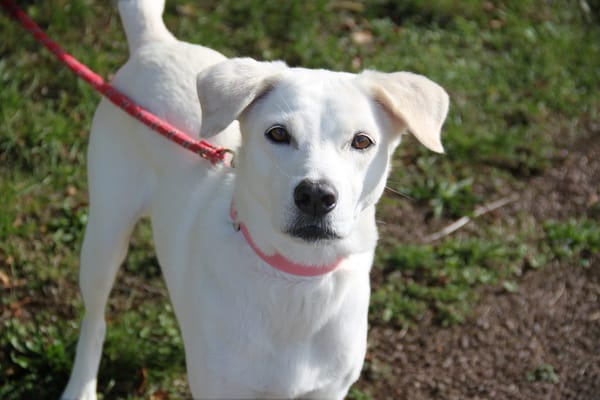 LILOU Berger Créole Femelle adulte
