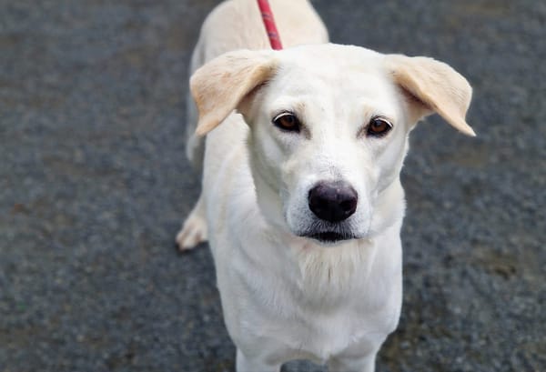 LILOU Berger Créole Femelle adulte