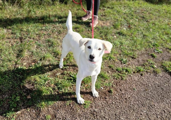 LILOU Berger Créole Femelle adulte