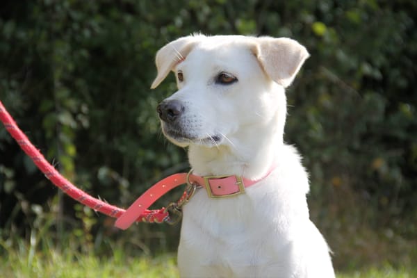 LILOU Berger Créole Femelle adulte