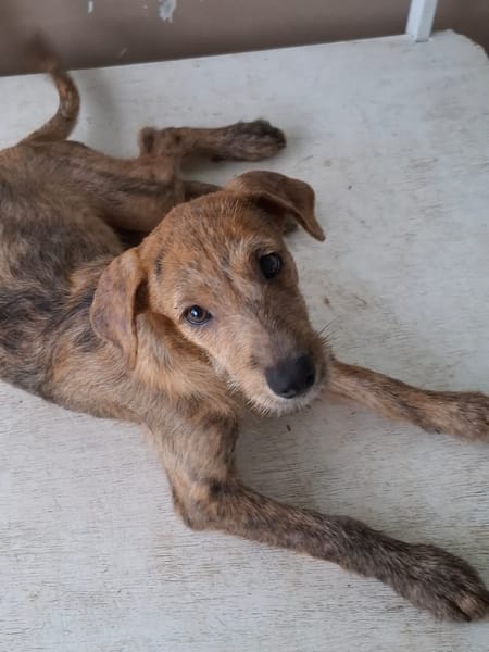 TEQUILA, chiot femelle croisée