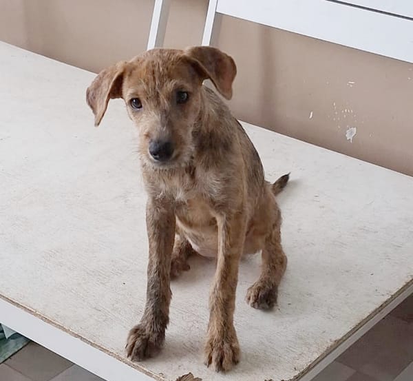 TEQUILA, chiot femelle croisée