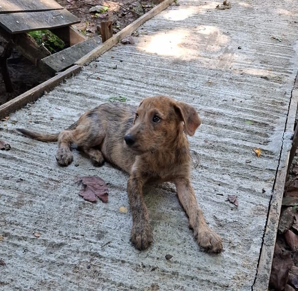 TEQUILA, chiot femelle croisée