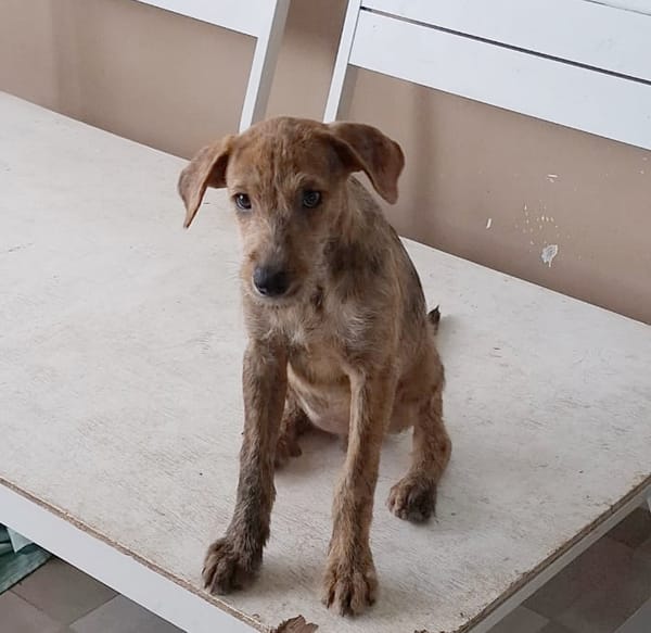 TEQUILA, chiot femelle croisée