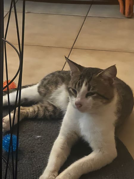 DIDIER, chat européen