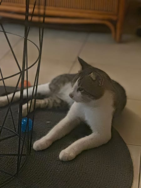 DIDIER, chat européen