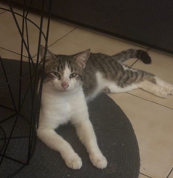 DIDIER, chat européen