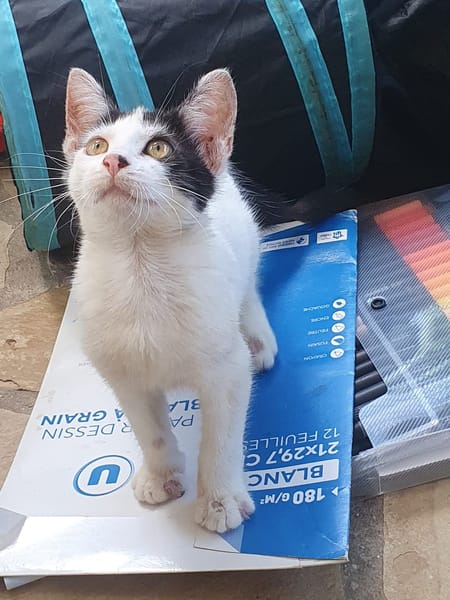 KALICY, chaton femelle européen