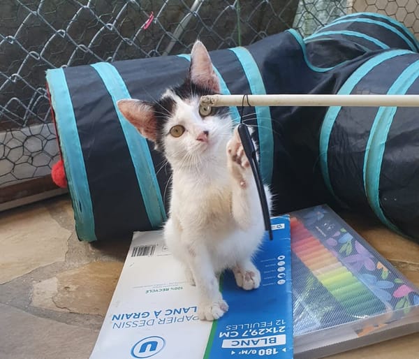 KALICY, chaton femelle européen