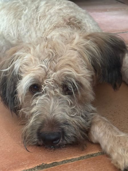 CHAPLIN,  Croisé Griffon Créole junior