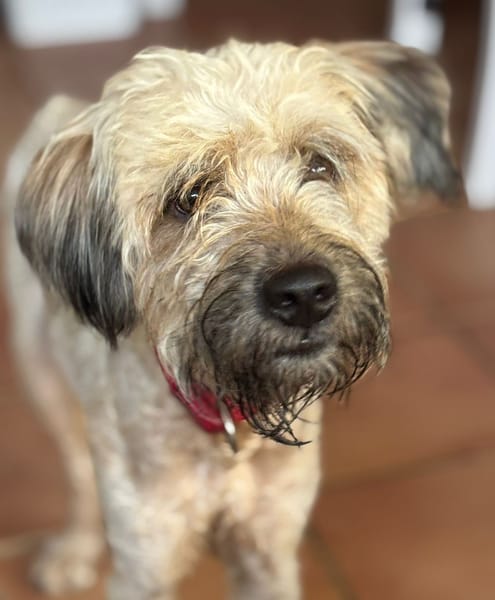 CHAPLIN,  Croisé Griffon Créole junior