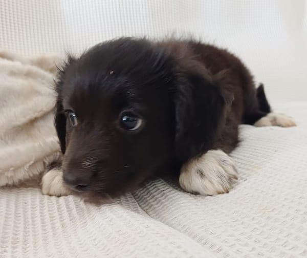 CHELSY, chiot femelle Berger Créole